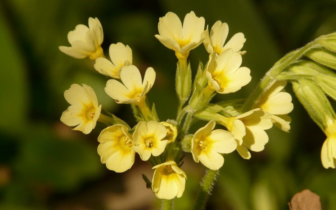 Fasciathérapie Gaillac