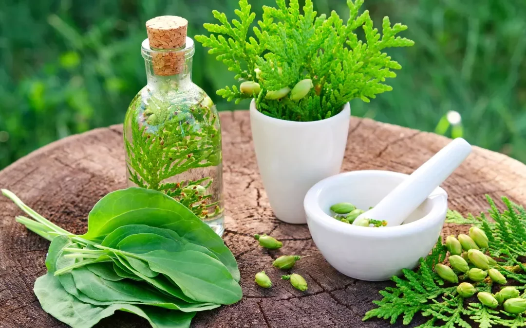 Qu’est-ce que la Naturopathie ? Définition et Bienfaits